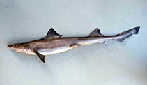 Image of Mustelus schmitti (Narrownose smooth-hound)