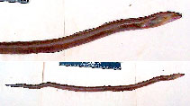 Image of Muraenichthys schultzei (Maimed snake eel)