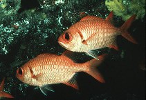 Image of Myripristis amaena (Brick soldierfish)
