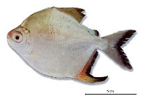 Image of Myloplus arnoldi 