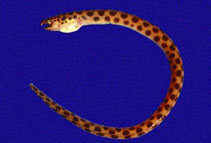 Image of Myrichthys aspetocheiros (Longfin spotted snake-eel)