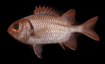 Image of Myripristis aulacodes (Furrowed soldierfish)