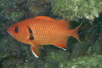 Image of Myripristis berndti (Blotcheye soldierfish)