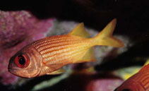 Image of Myripristis clarionensis (Yellow soldierfish)