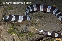 Image of Myrichthys colubrinus (Harlequin snake eel)