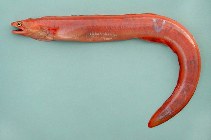 Image of Myroconger compressus (Red eel)