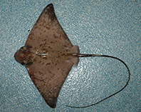 Image of Myliobatis freminvillei (Bullnose eagle ray)