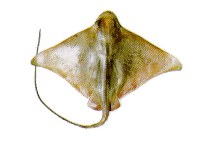 Image of Myliobatis goodei (Southern eagle ray)