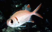 Image of Myripristis kuntee (Shoulderbar soldierfish)