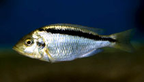 Image of Mylochromis melanonotus (Haplochromis yellow black line)