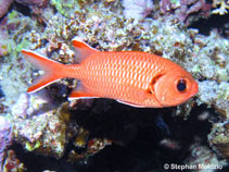 Image of Myripristis murdjan (Pinecone soldierfish)