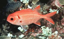 Image of Myripristis pralinia (Scarlet soldierfish)