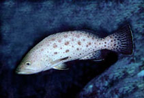 Image of Mycteroperca prionura (Sawtail grouper)