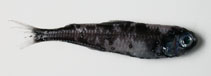 Image of Myctophum punctatum (Spotted lanternfish)