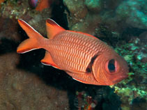 Image of Myripristis robusta (Robust soldierfish)