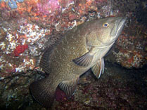 Image of Mycteroperca rosacea (Leopard grouper)