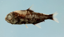 Image of Dasyscopelus selenops (Wisner\