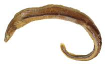 Image of Myroconger seychellensis 