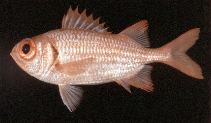 Image of Myripristis tiki (Tiki soldierfish)