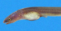 Image of Myrophis vafer (Pacific worm eel)