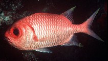Image of Myripristis xanthacra (Yellowtip soldierfish)