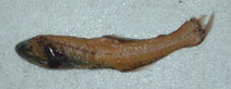 Image of Lampanyctus achirus (Lantern fish)