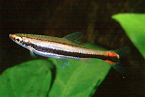 Image of Nannostomus bifasciatus (Whiteside pencilfish)