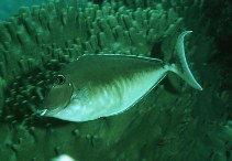 Image of Naso brachycentron (Humpback unicornfish)