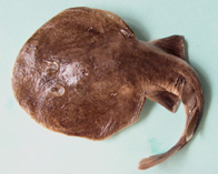 Image of Narcine brunnea (Brown numbfish)
