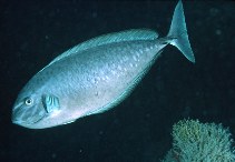 Image of Naso caesius (Gray unicornfish)