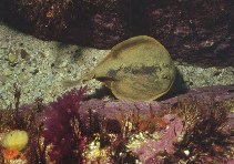 Image of Narke capensis (Onefin electric ray)
