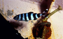 Image of Naucrates ductor (Pilotfish)
