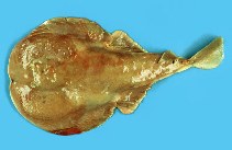 Image of Narke japonica (Japanese sleeper ray)