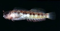 Image of Nannosalarias nativitatis (Pygmy blenny)