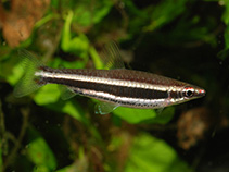 Image of Nannostomus nigrotaeniatus 
