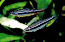 Image of Nannostomus nitidus (Shining pencilfish)