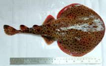 Image of Narcine prodorsalis (Tonkin numbfish)