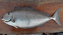 Image of Naso reticulatus (Reticulate unicornfish)