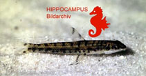 Image of Nannocharax rubrolabiatus 