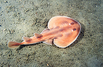 Image of Narcinops tasmaniensis (Tasmanian numbfish)