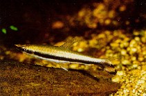 Image of Nannostomus unifasciatus (Oneline pencilfish)