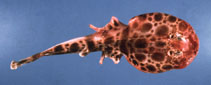 Image of Narcinops westraliensis (Banded numbfish)