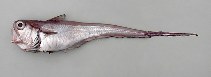 Image of Malacocephalus laevis (Softhead grenadier)