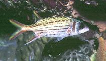 Image of Neoniphon argenteus (Clearfin squirrelfish)