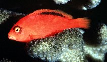 Image of Neocirrhites armatus (Flame hawkfish)