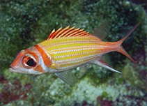 Image of Neoniphon aurolineatus (Yellowstriped squirrelfish)