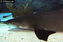 Image of Negaprion brevirostris (Lemon shark)