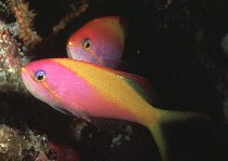 Image of Nemanthias carberryi (Threadfin anthias)