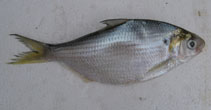 Image of Nematalosa come (Western Pacific gizzard shad)