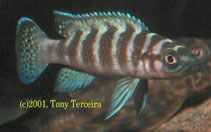 Image of Neolamprologus cylindricus 